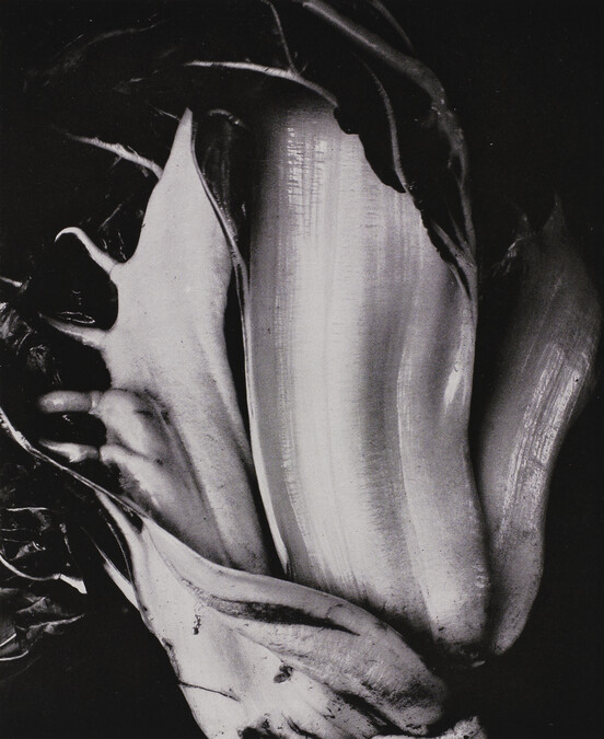 Chinese Cabbage, number 2, from the book, The Art of Edward Weston