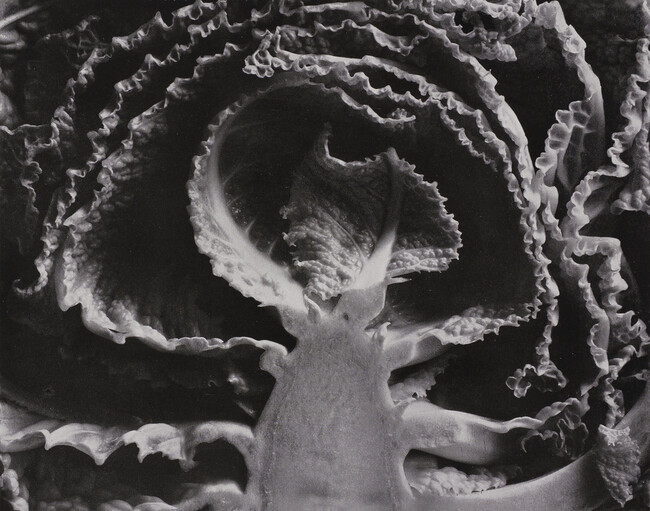 Kale Halved, number 22,  from the book, The Art of Edward Weston