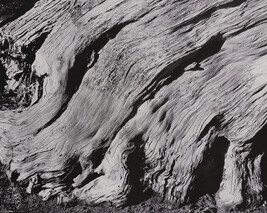 Cyrpress--Point Lobos, number 23, from the book, The Art of Edward Weston