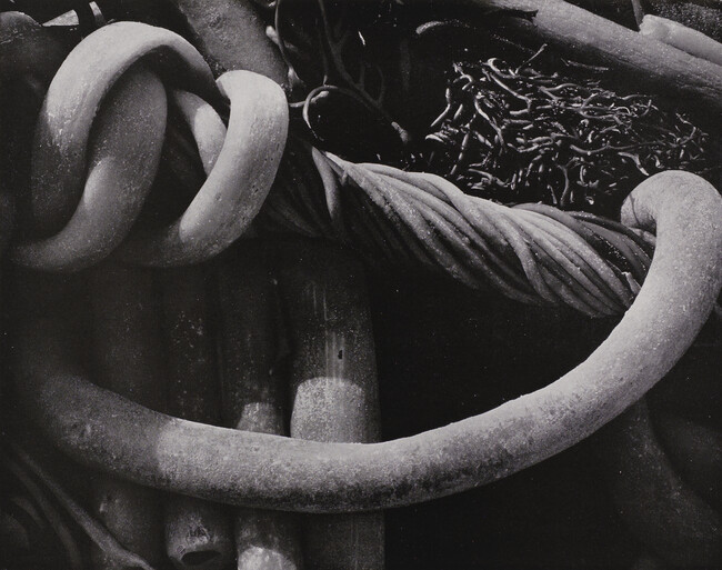 Kelp No. 3, number 30, from the book, The Art of Edward Weston