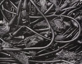 Kelp No. 11, number 34, from the book, The Art of Edward Weston