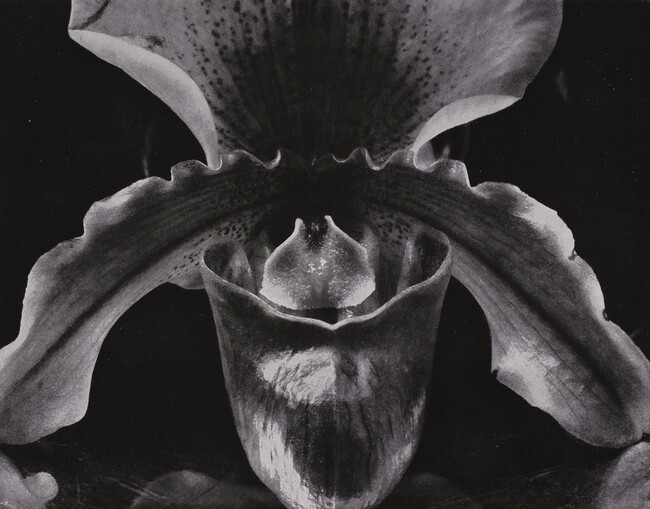Orchid, number 35, from the book, The Art of Edward Weston