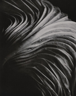 Cabbage Leaf, number 37, from the book, The Art of Edward Weston