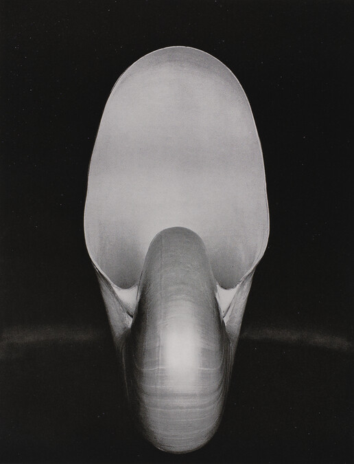 Nautilus, number 39, from the book, The Art of Edward Weston
