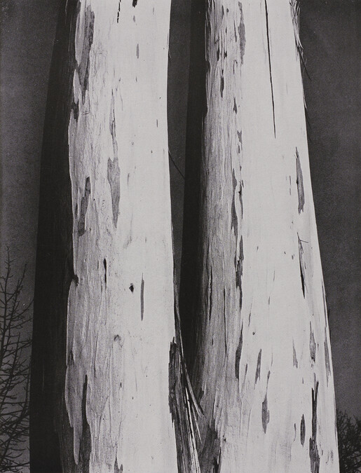 Eucalyptus, number 6, from the book, The Art of Edward Weston