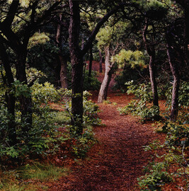 Small's Swamp Trail (Cape Cod National Seashore Park)