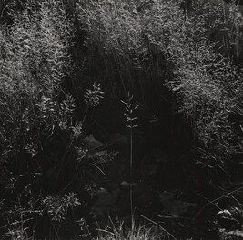 Weeds and Leaves