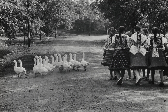 Geese/ Hungary, 1964; from the portfolio Photographs: Elliott Erwitt