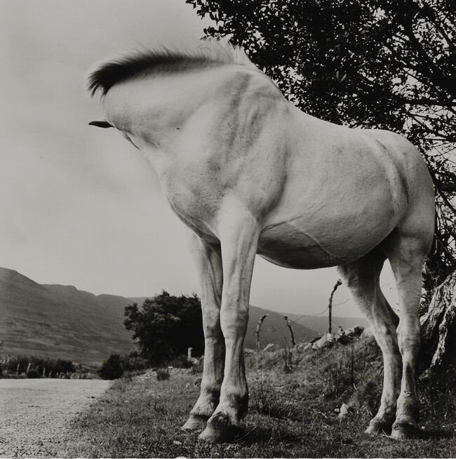 White Horse, Donegal, Ireland, from the portfolio Alen MacWeeney