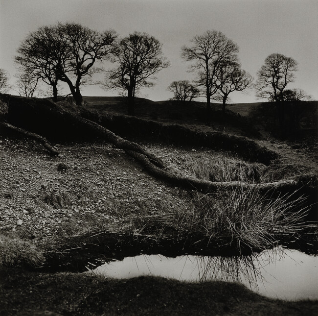 Wicklow Trees, County Wicklow, Ireland, from the portfolio Alen MacWeeney