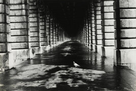 Pigeon, Paris, 1981, number 10 of 15, from the portfolio Edouard Boubat