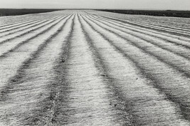 Champ de lin, Normandie (Field of Flax, Normandy), 1978, number 15 of 15, from the portfolio Edouard...