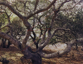 Live Oak Lightning, Lompoc, California, from the portfolio Altered Landscapes