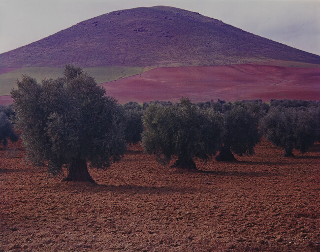 Olive Trees Near Cordoba, Spain