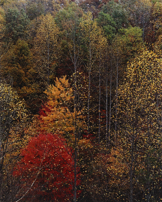 Colorful Trees, Newfound Gap Road, Great Mountains National Park, Tennessee, October, 1967, number 2, from the portfolio Intimate Landscapes
