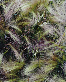 Foxtail Grass, Lake City, Colorado, August, 1957, number 3, from the portfolio Intimate Landscapes