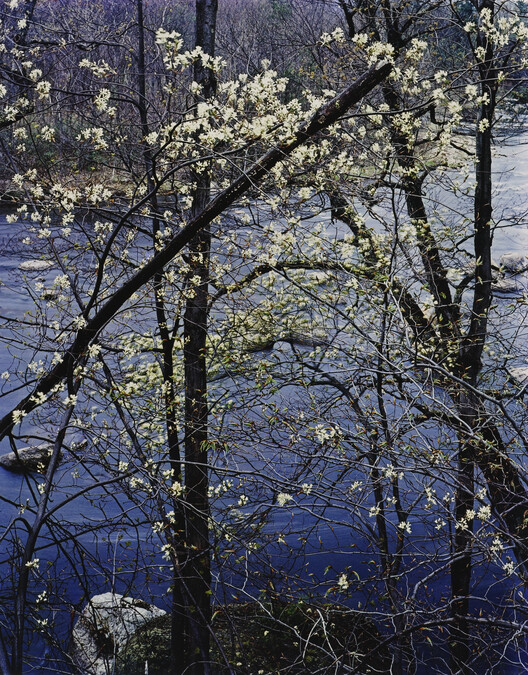 Shadbush, Near Hillsborough, New Hampshire, April 28, 1957, number 4, from the portfolio Intimate Landscapes