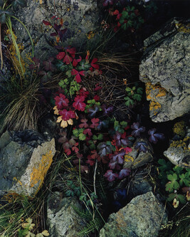 Columbine Leaves, Great Spruce Head Island, Maine, July 27, 1975, number 5, from the portfolio Intimate...