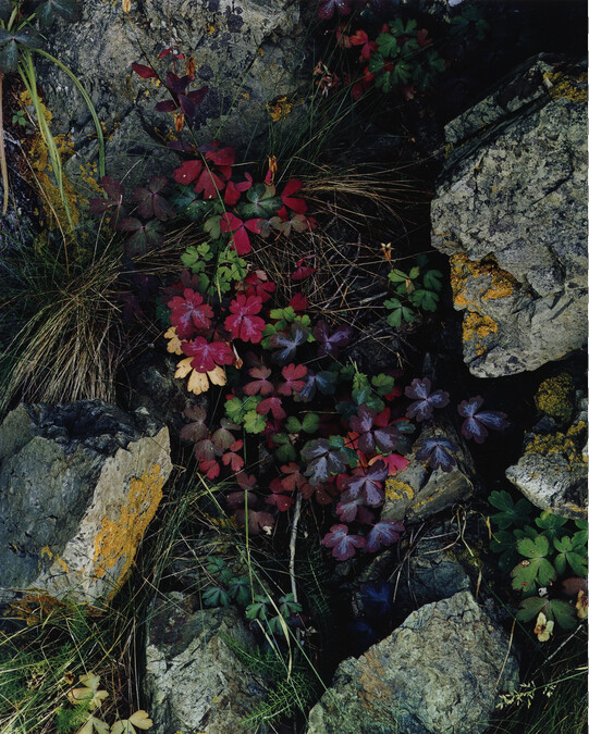 Columbine Leaves, Great Spruce Head Island, Maine, July 27, 1975, number 5, from the portfolio Intimate Landscapes