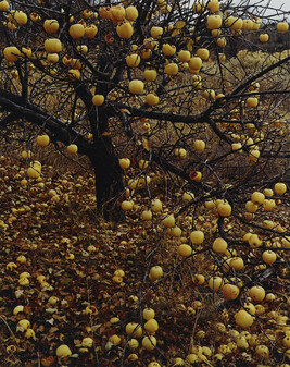 Frostbitten Apples, Tesuque, New Mexico, November 21, 1966, number 6, from the portfolio Intimate...