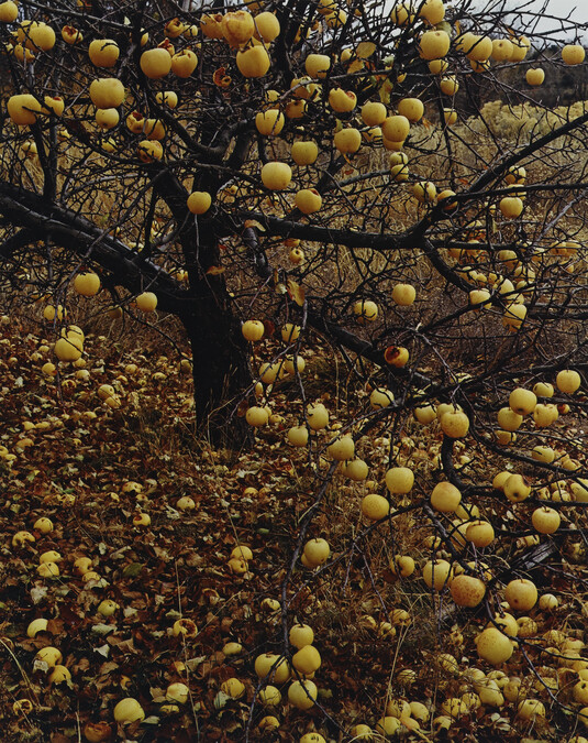 Frostbitten Apples, Tesuque, New Mexico, November 21, 1966, number 6, from the portfolio Intimate Landscapes