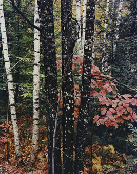 Trunks with Maple and Birch with Oak Leaves, Passaconaway Road, New Hampshire, October 7, 1956, number...