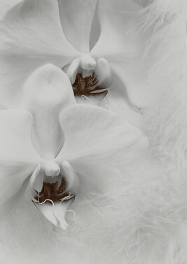 Orchids, number 5 of 10; from the portfolio Ephemera