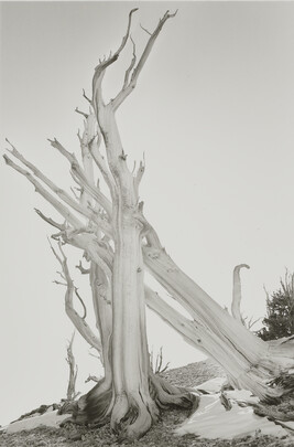 Bristlecone Pine, from the series 