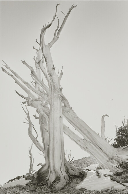 Bristlecone Pine, from the series 