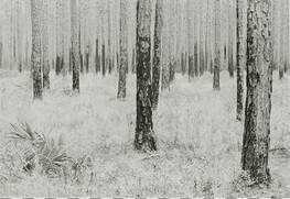Southern Pines, from the series 
