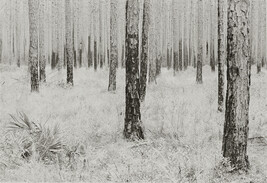 Southern Pines, from the series 