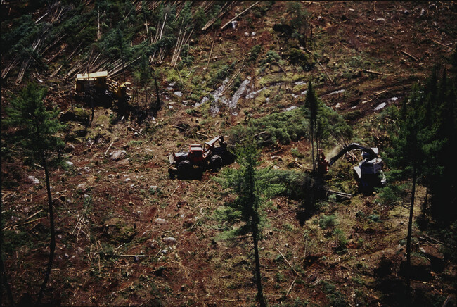 Whitefield, New Hampshire, Mechanized Clearcutting (Cutting)