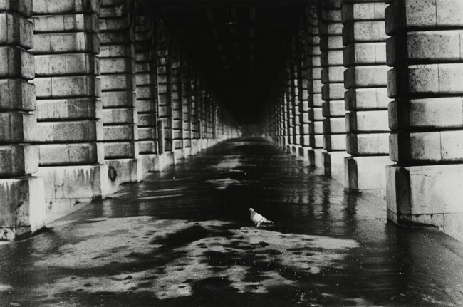 Pigeon, Paris, number 10 of 15, from the portfolio Edouard Boubat