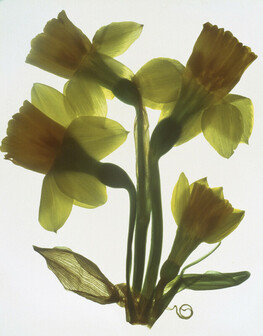 Miniature Daffodils