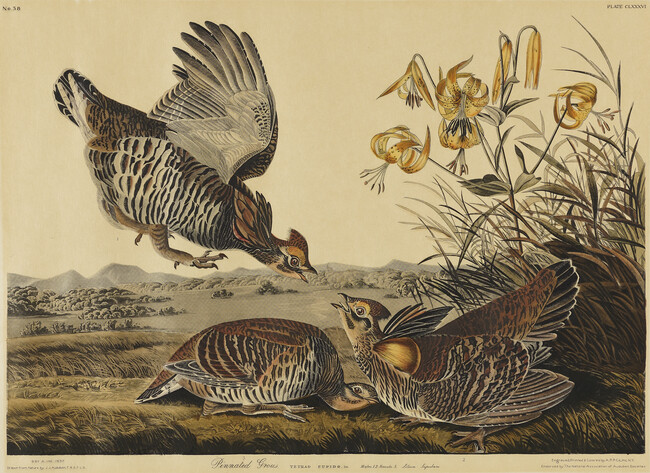 Pinnated Grouse