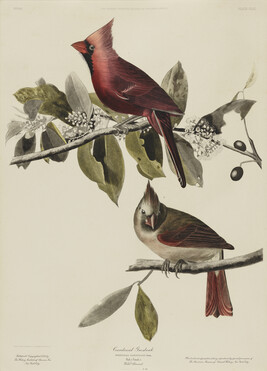 Cardinal Grosbeak