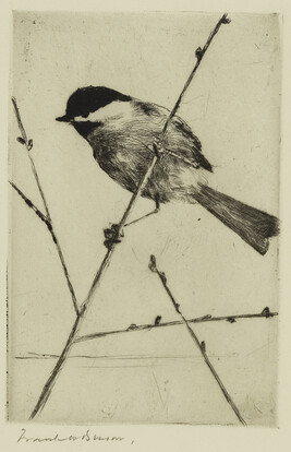 Chickadee