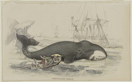 Greenland Whale