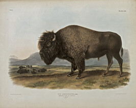 Bos Americanus, American Bison or Buffalo, plate 56 from The Vivaporous Quadrupeds of North America,...