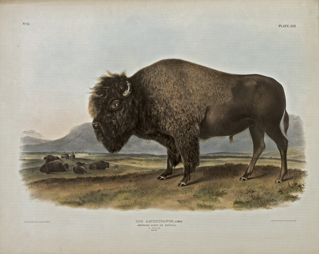 Bos Americanus, American Bison or Buffalo, plate 56 from The Vivaporous Quadrupeds of North America, Volume 2