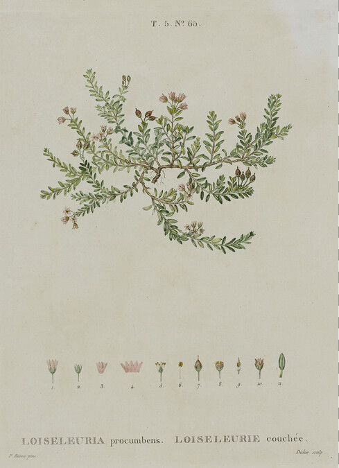 Loiseleuria procumbens. Loiseleurie couchée (Alpine Azalea)
