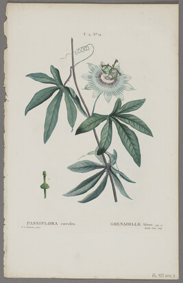 Passiflora Coerulea