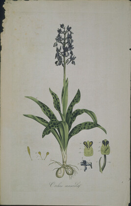 Orchis mascula