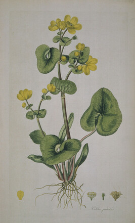 Caltha palustris (Marsh marigold)