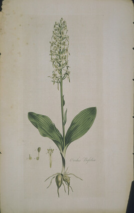 Orchis Bifolia (Butterfly Orchis)