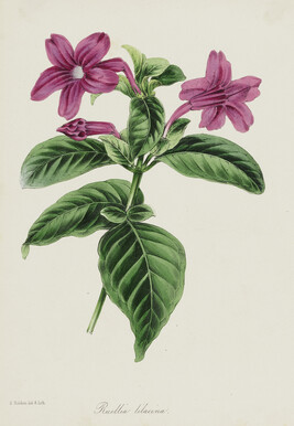 Lilac (Ruellia Lilacina); from Sir Joseph Paxton's The Magazine of Botany series