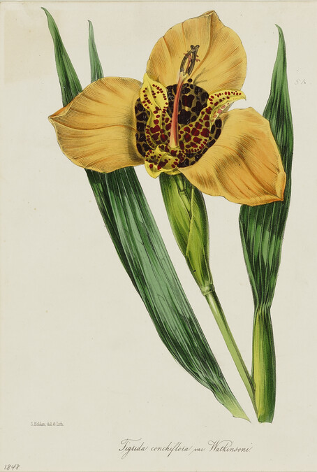 Watson's Tiger Lily (Tigrida conchiflora var Watkinsoni); from Sir Joseph Paxton's The Magazine of Botany series.