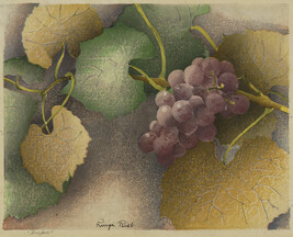 Grapes