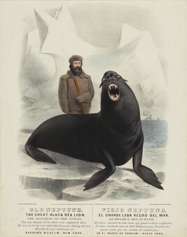 Old Neptune, the Great Black Sea Lion