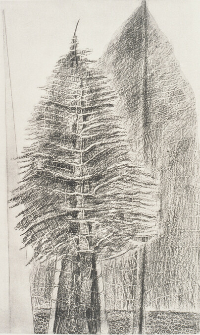Le fascinant cypres (The Fascinating Cypress), number 17 of 34 from the portfolio Histoire Naturelle (Natural History)